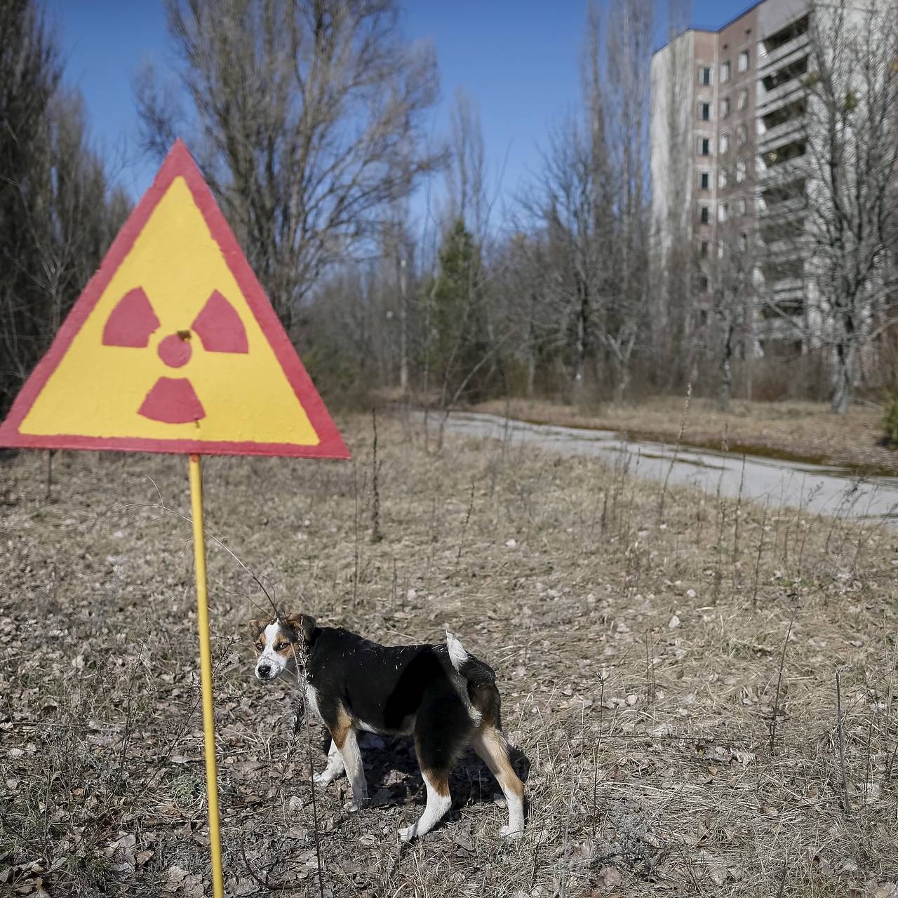 Собака в Чернобыле зона отчуждения