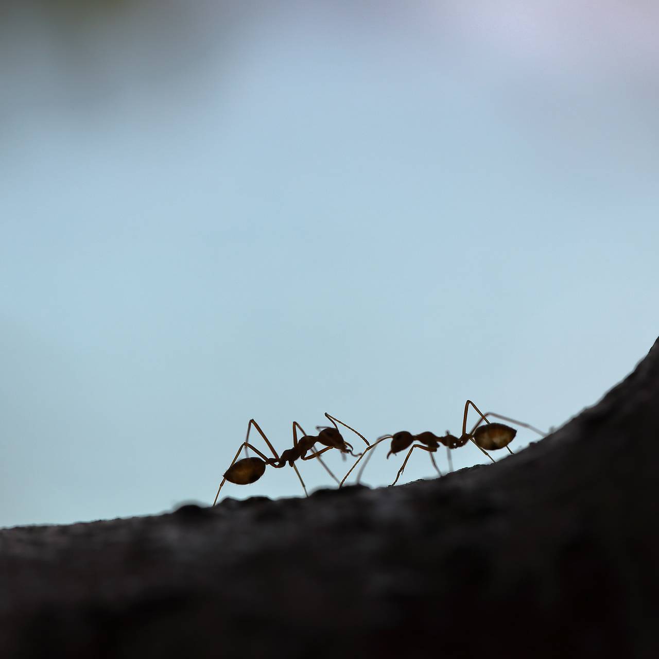 Моча муравья