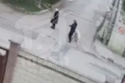 Нападение алабая на россиянку попало на видео