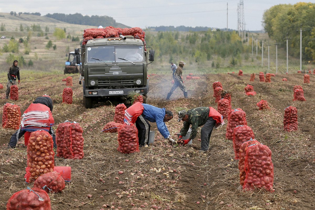 Мигранты из Узбекистана собирают картофель на частном аграрном поле в селе Березовка недалеко от Красноярска, 7 сентября 2015 года