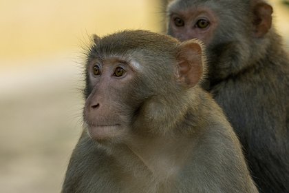 Мастер кунг-фу подрался с обезьянами и попал на видео
