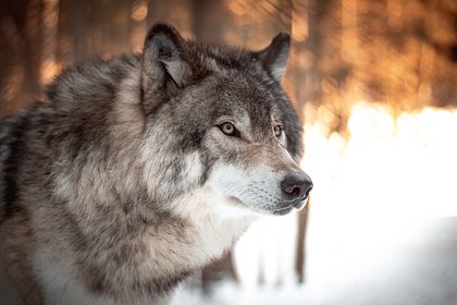 Волков в российском регионе пересчитают впервые за 30 лет
