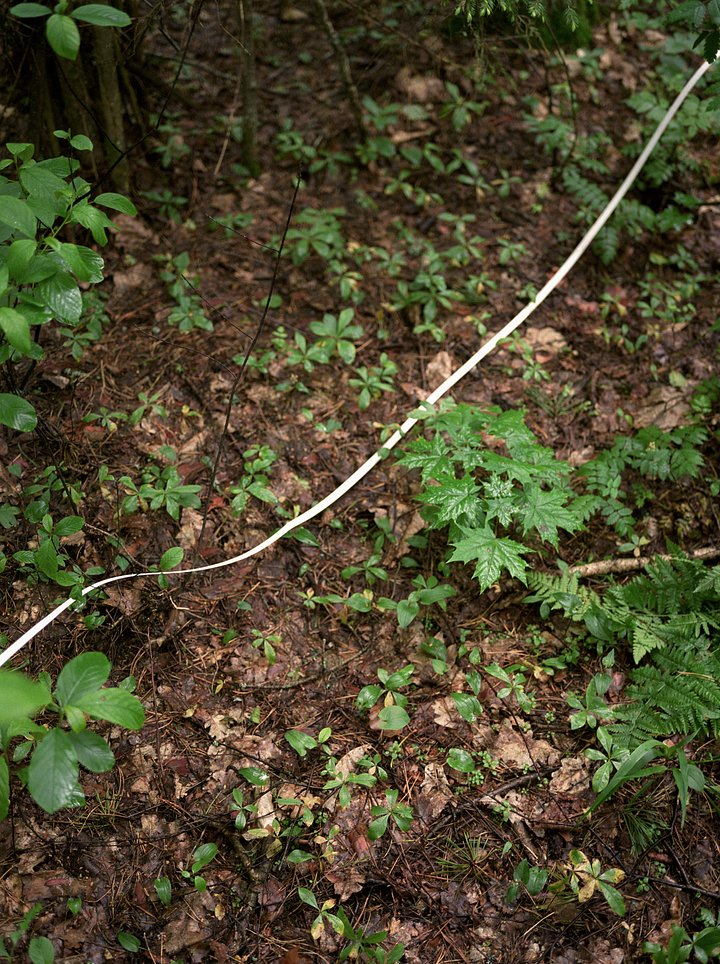 Лента, использующаяся как разделительная полоса при исследованиях растительности