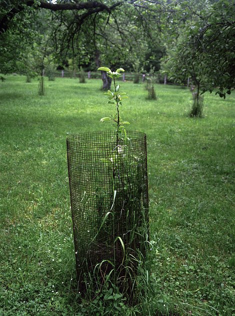 Молодое дерево яблони в защитном ограждении, кордон Старое Ямное