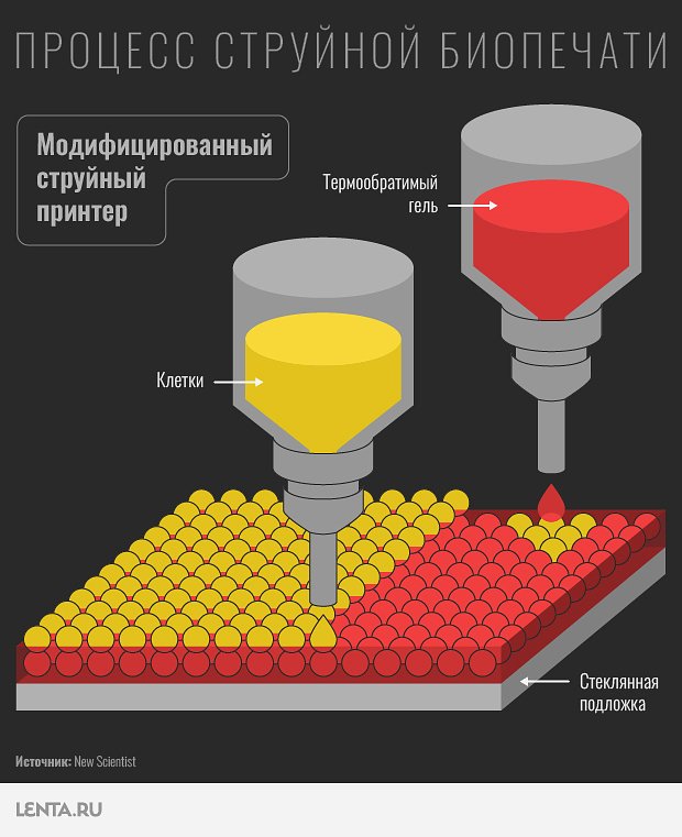 Принцип работы струйного биопринтера