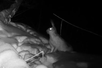 Ночные «забеги» зайцев в оренбургском нацпарке попали на видео