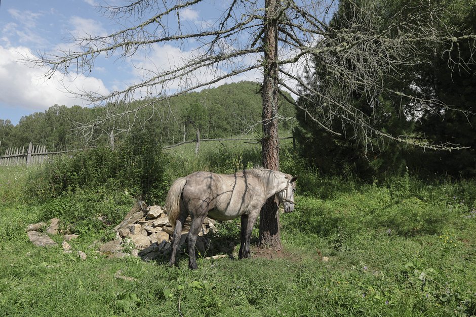 Лошадь Жемчужина, двор дома семьи Огневых, село Куяча, Алтайский край, 2021 год