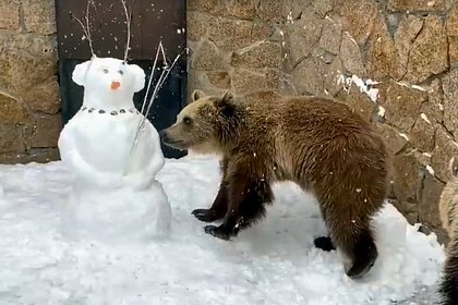 Медведицы из Челябинского зоопарка добыли угощение у снеговика и попали на видео