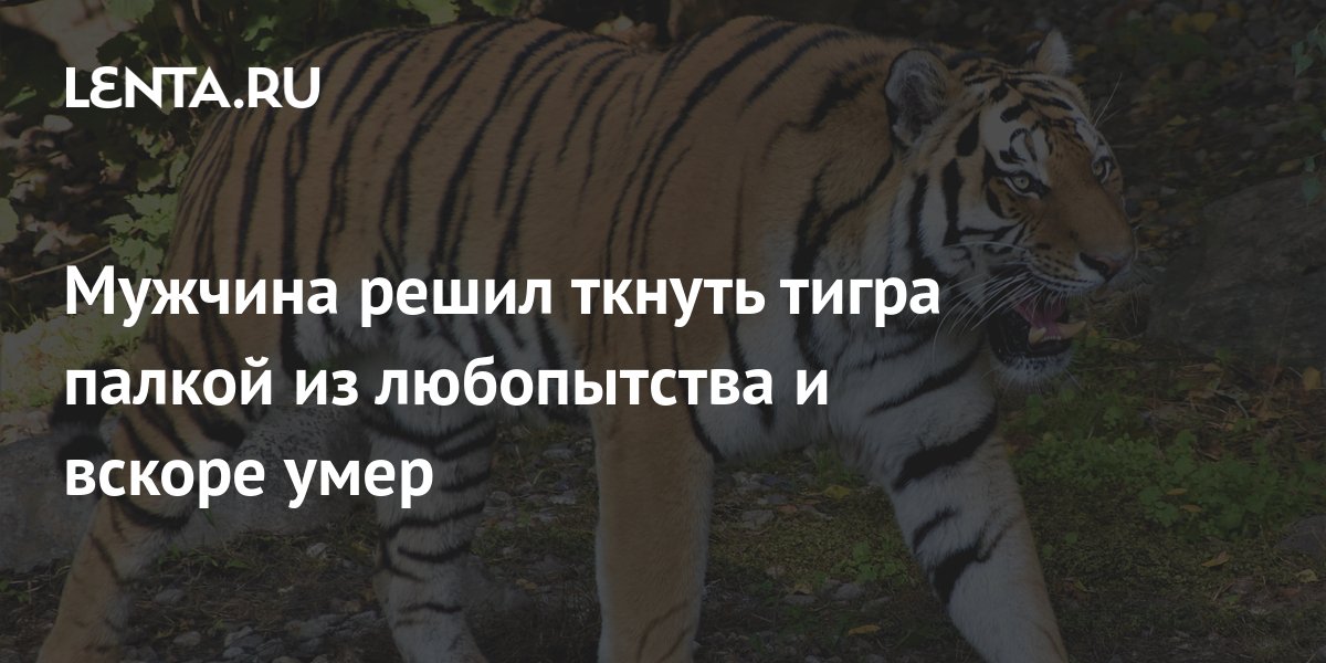 Мужчина решил ткнуть тигра палкой из любопытства и вскоре умер ...