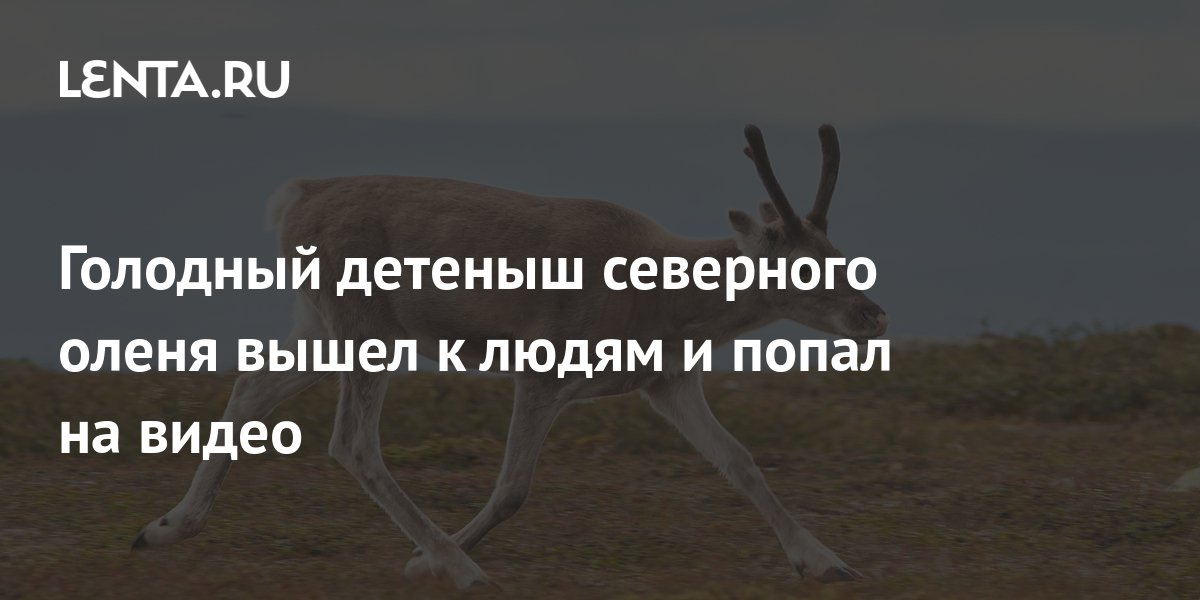 Голодный детеныш северного оленя вышел к людям и попал на видео: События:  69-я параллель: Lenta.ru