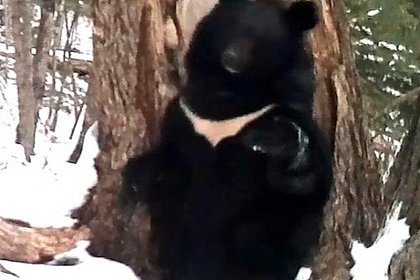 Первый «весенний танец» проснувшегося медведя в Приморье сняли на видео