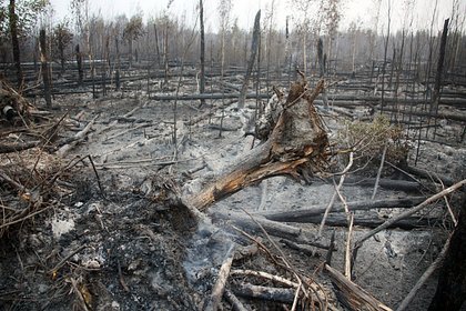 Тысячи гектаров земли выгорели в российском заповеднике
