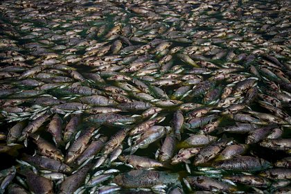 Picture: В Австралии миллионы мертвых рыб выбросило на берег