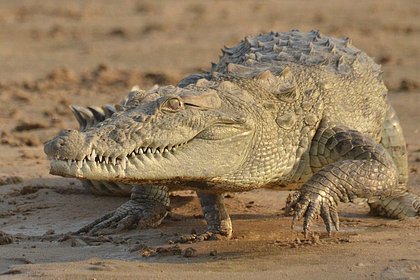 Восемь паломников увидели крокодила и утонули от страха