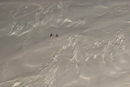Пару полярных волков сняли на видео с борта российского ледокола