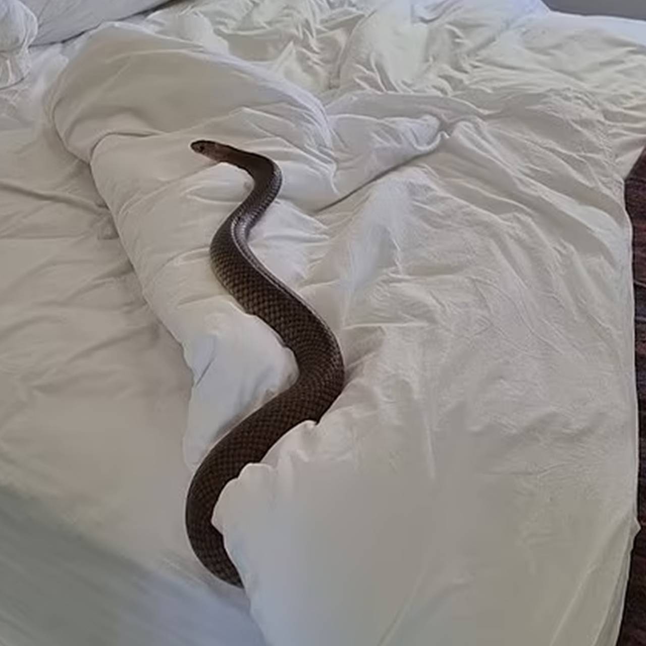 приснилась змея под кроватью
