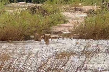 Львица спасла унесенных течением реки детенышей и попала на видео