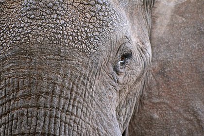 Слоны убили четырех человек за три дня в одном районе
