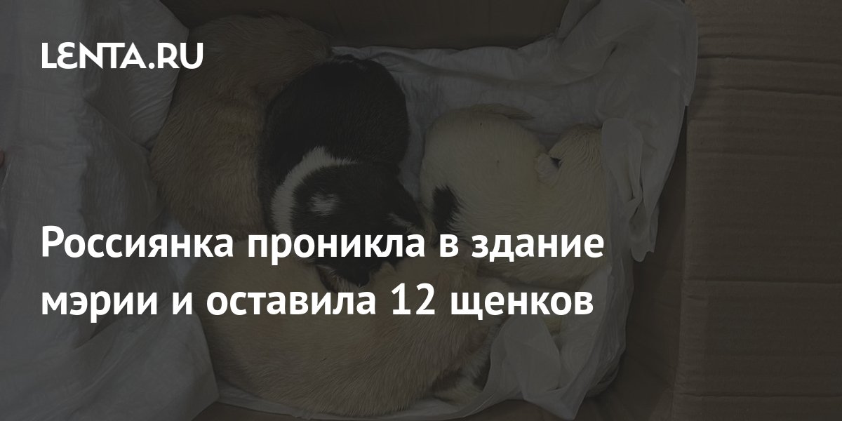 Россиянка проникла в здание мэрии и оставила 12 щенков