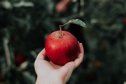 Российские врачи назвали семь причин отказаться от яблок