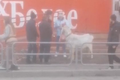 Прогуливающийся у алкомаркета в Челябинске козел попал на видео