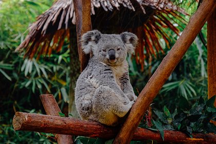 Власти Австралии захотели платить фермерам за сохранение коал и эму