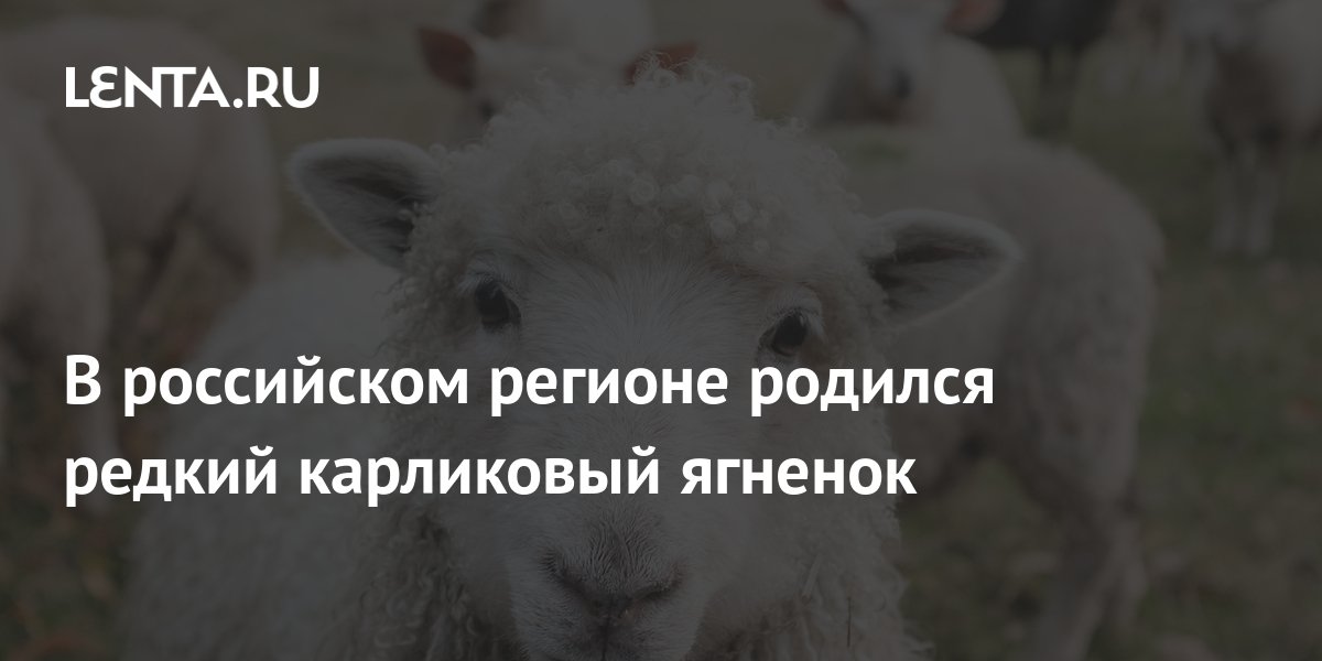 В российском регионе родился редкий карликовый ягненок: Природа: Моя ...