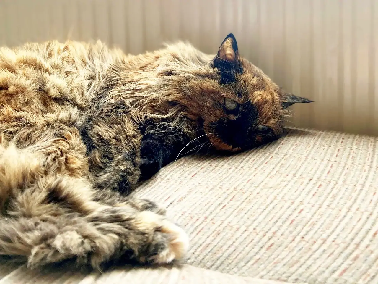 сколько лет самой старой кошке в мире