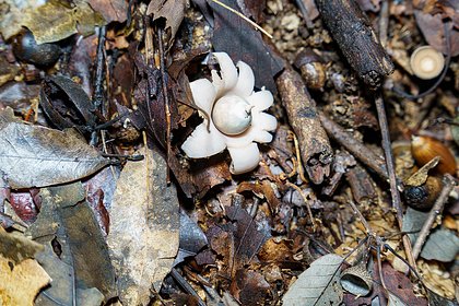 В Чувашии обнаружили редкие грибы необычной формы
