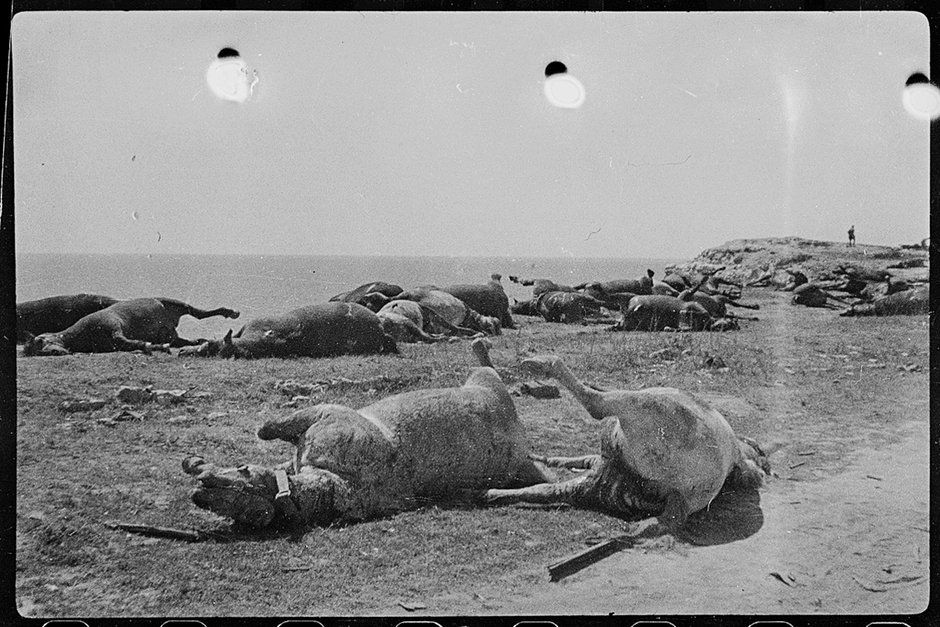 Лошади, расстрелянные немцами во время отступления в районе 35-й батареи. Май 1944 года