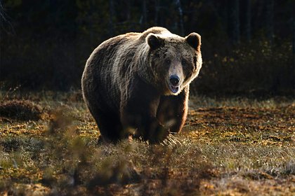 Медведица загрызла бегуна в Альпах
