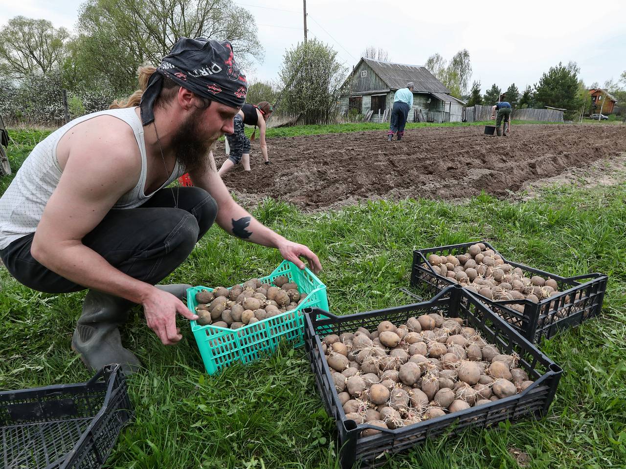 Когда сажать картофель: календарь посадки разных сортов на 2023 год: Дом:Среда обитания: Lenta.ru