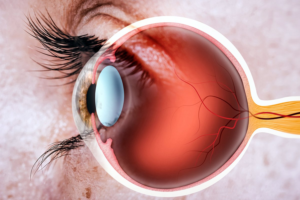 Structure of human eye