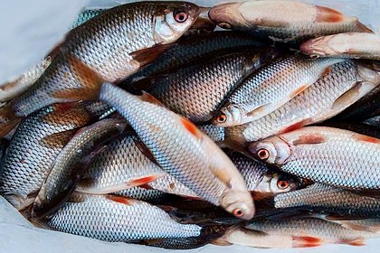 Эколог назвал способ увеличения популяции рыбы в реках