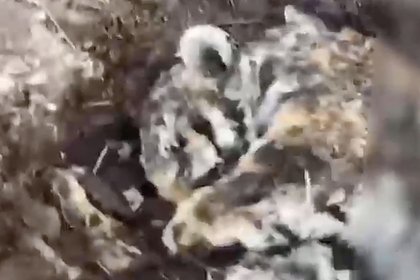 Застреленный 32-летним браконьером амурский тигр попал на видео