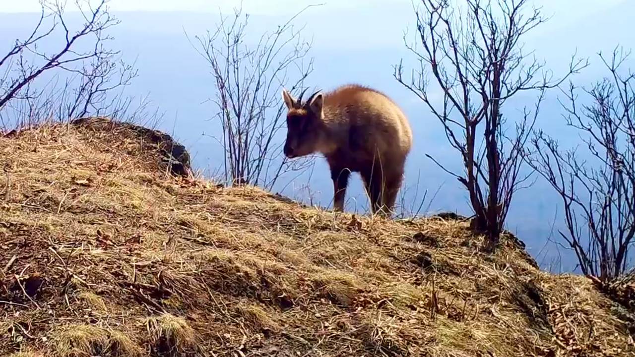 Краснокнижный горал «попал» в фотоловушку в приморском нацпарке - navarasa.ru