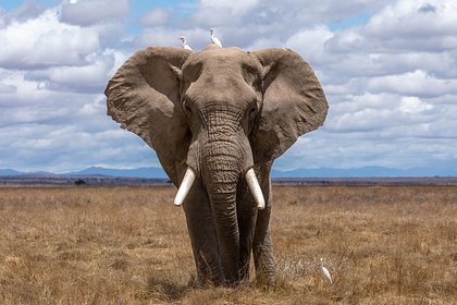Слон убил пасущего скот мальчика и поплатился жизнью
