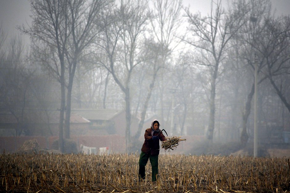 Женщина на кукурузном поле в китайской деревне. Январь 2012 года
