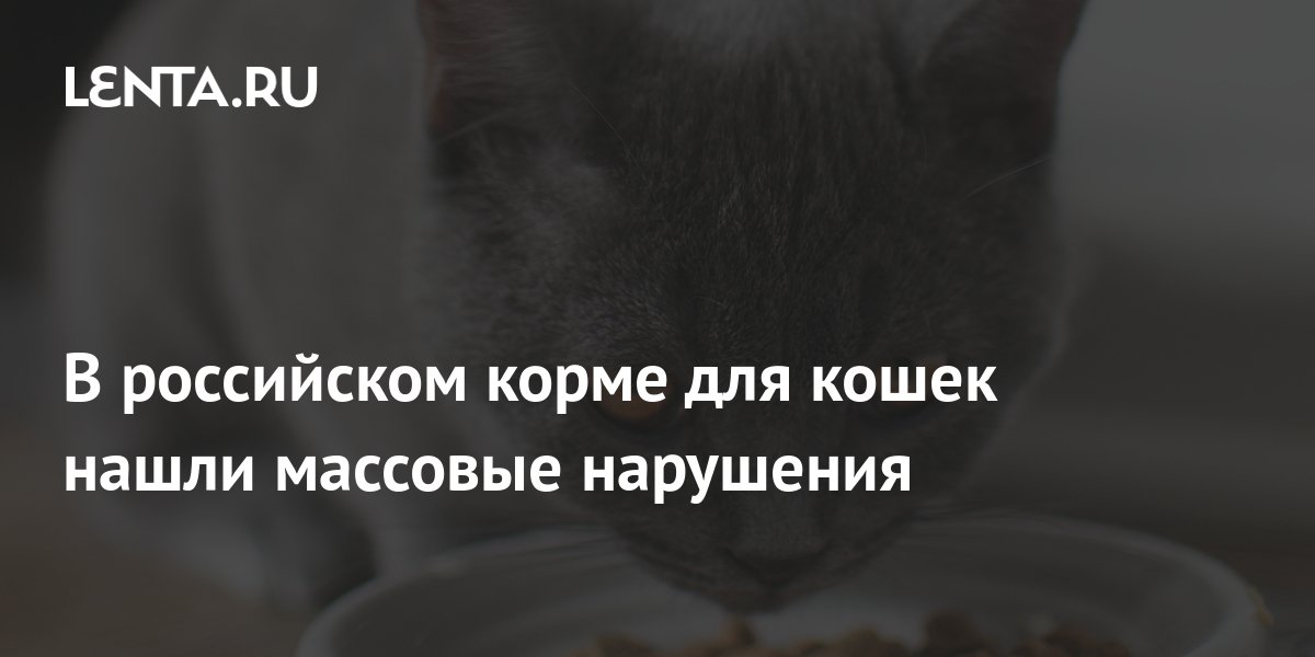 В российском корме для кошек нашли массовые нарушения: Рынки: Экономика ...