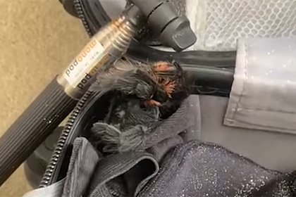 Вернувшийся из Мексики турист нашел в чемодане тарантула и снял его на видео