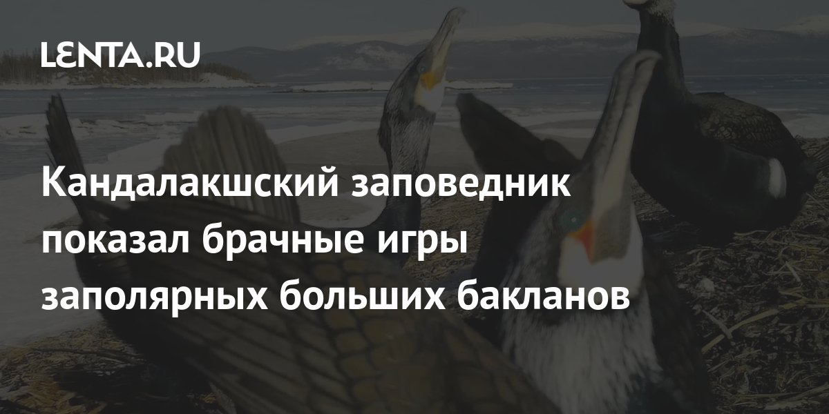 Кандалакшский заповедник показал брачные игры заполярных больших ...