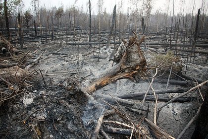 79 человек эвакуировали из российского села из-за лесного пожара