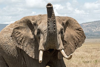 Слоны убили уснувшего рабочего и его семью