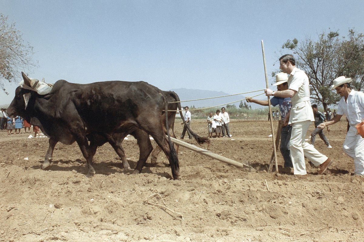 Принц Чарльз с быком во время визита в Мексику. 1993 год
