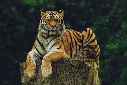 Тигр в зоопарке пометил снимающую его туристку мочой