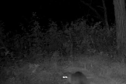 Ночные игры лесных котов попали на видео в Приморье