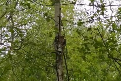 В московском лесопарке неизвестные развесили на деревьях черепа животных