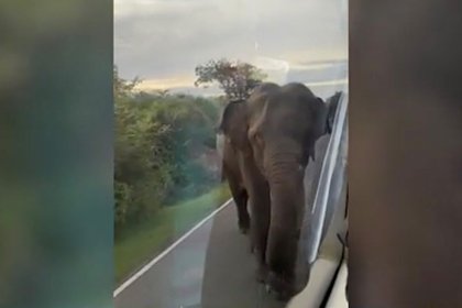 Голодный слон атаковал автобус c россиянами на Шри-Ланке и попал на видео