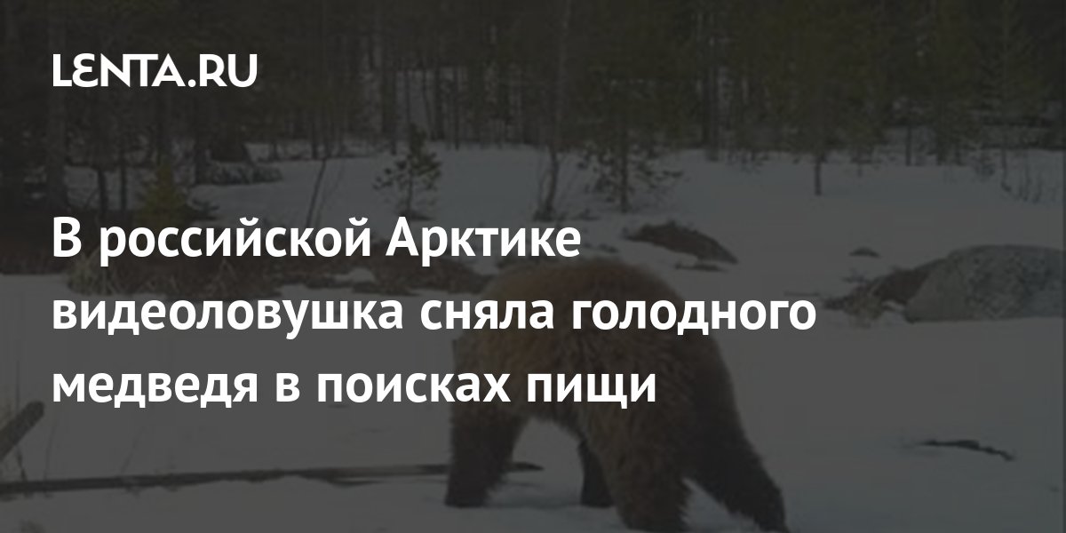 Проголодавшегося медведя запрут 1 бывало 2 в пустой комнате 3 привязав его веревкою за кольцо