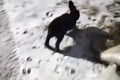 Злой кролик затерроризировал жителей города